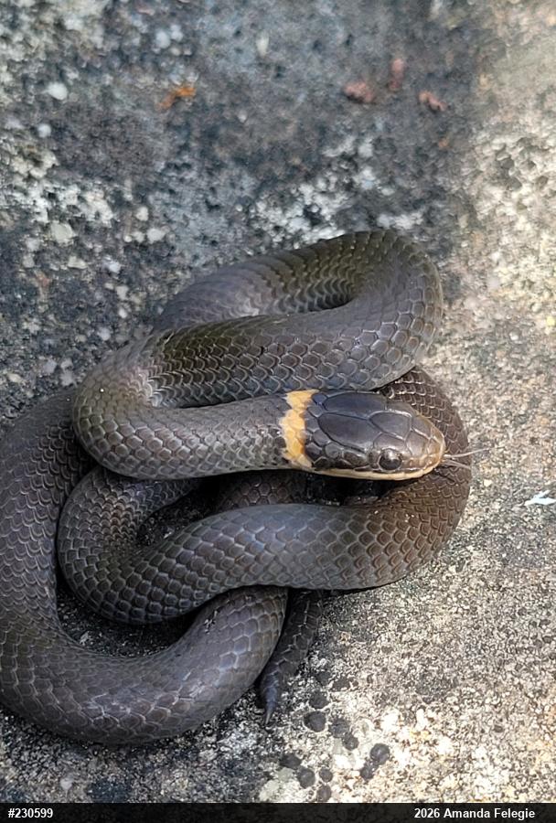 Northern Ring-necked Snake