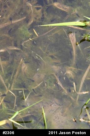 Eastern American Toad