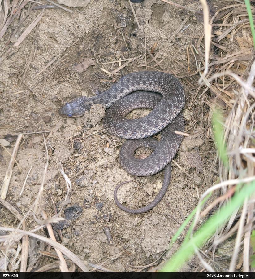 Eastern Gartersnake
