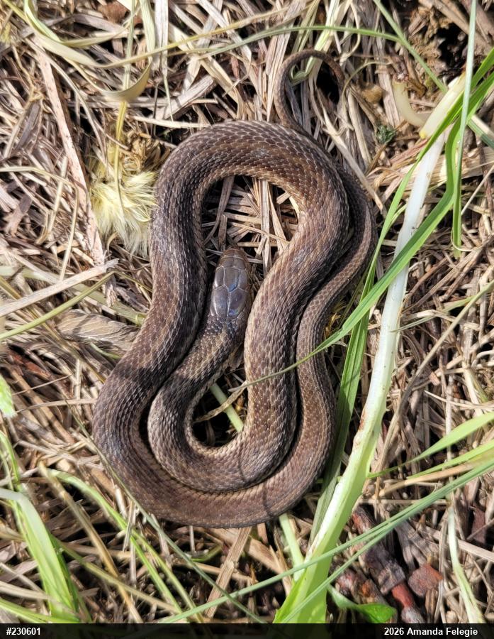 Eastern Gartersnake