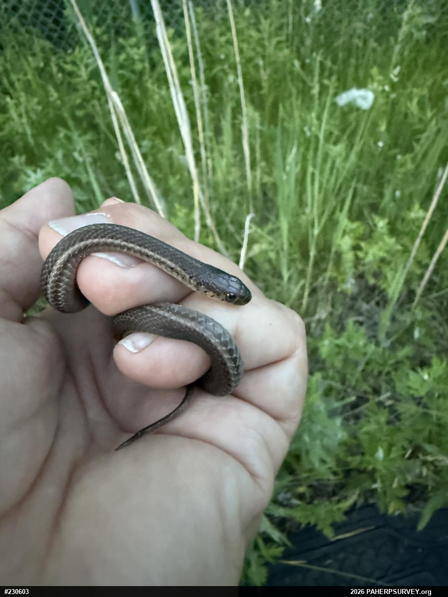 Shorthead Gartersnake
