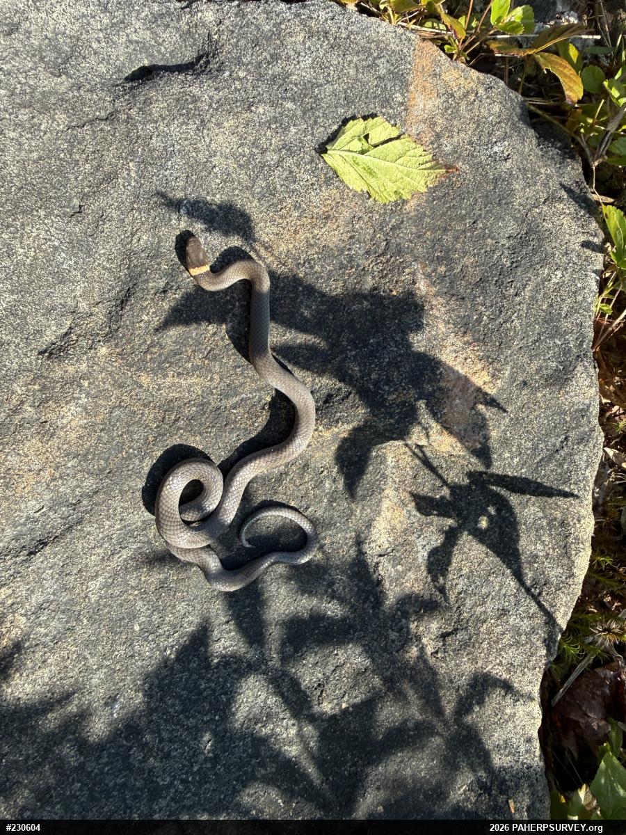 Northern Ring-necked Snake