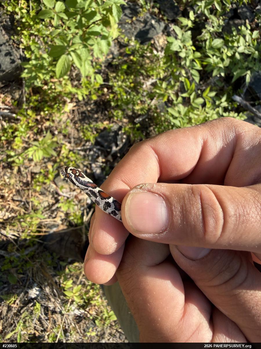 Eastern Milksnake