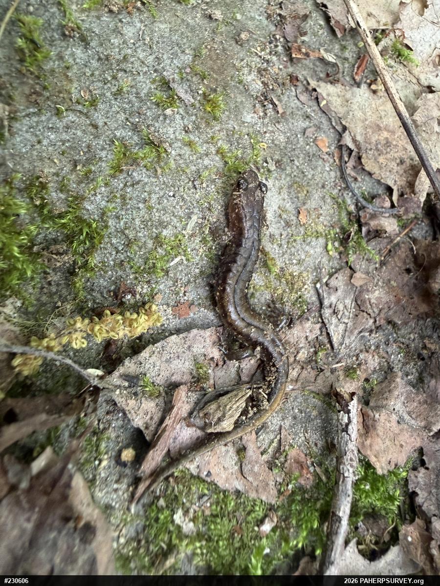 Allegheny Mountain Dusky Salamander