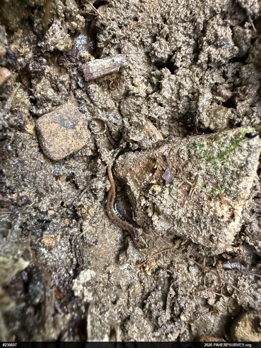 Allegheny Mountain Dusky Salamander
