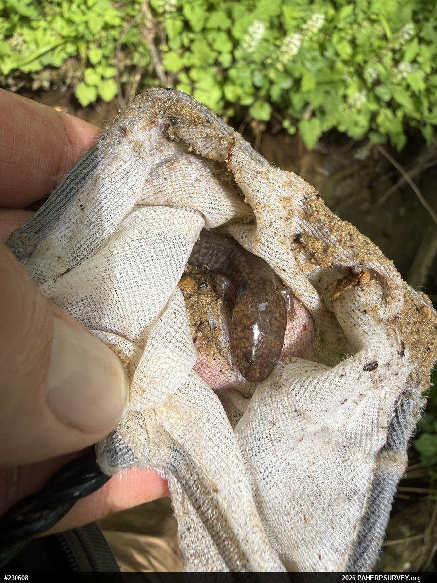 Northern Spring Salamander