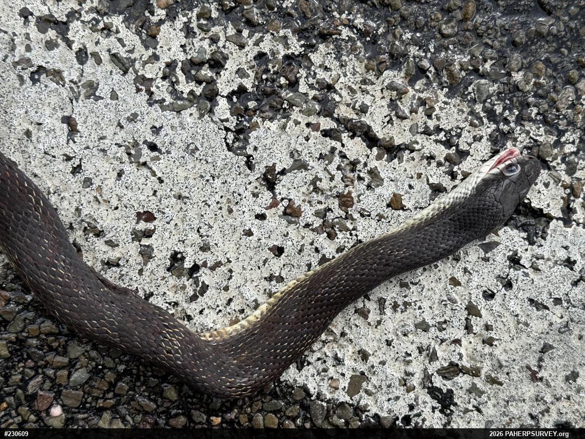 Eastern Ratsnake