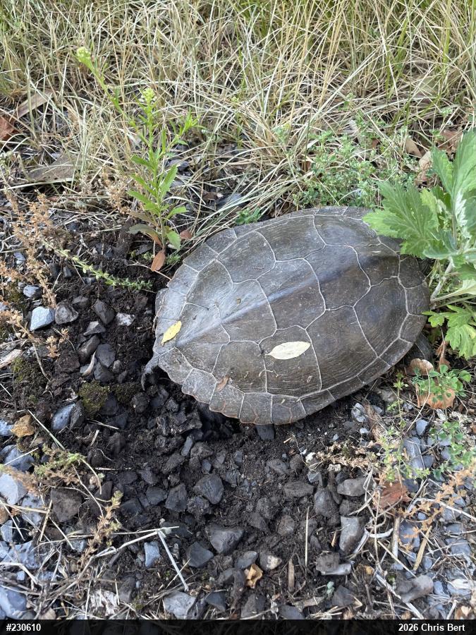 Northern Map Turtle