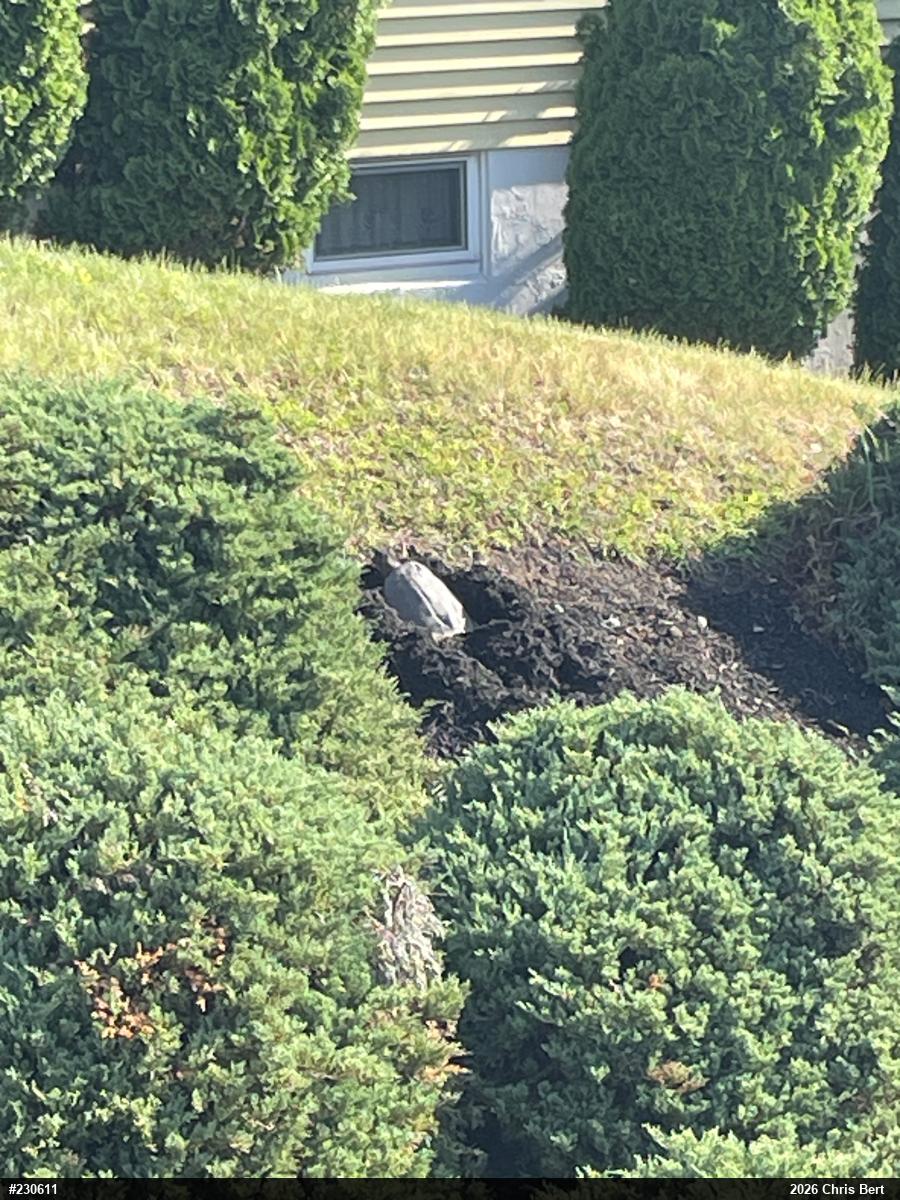 Snapping Turtle