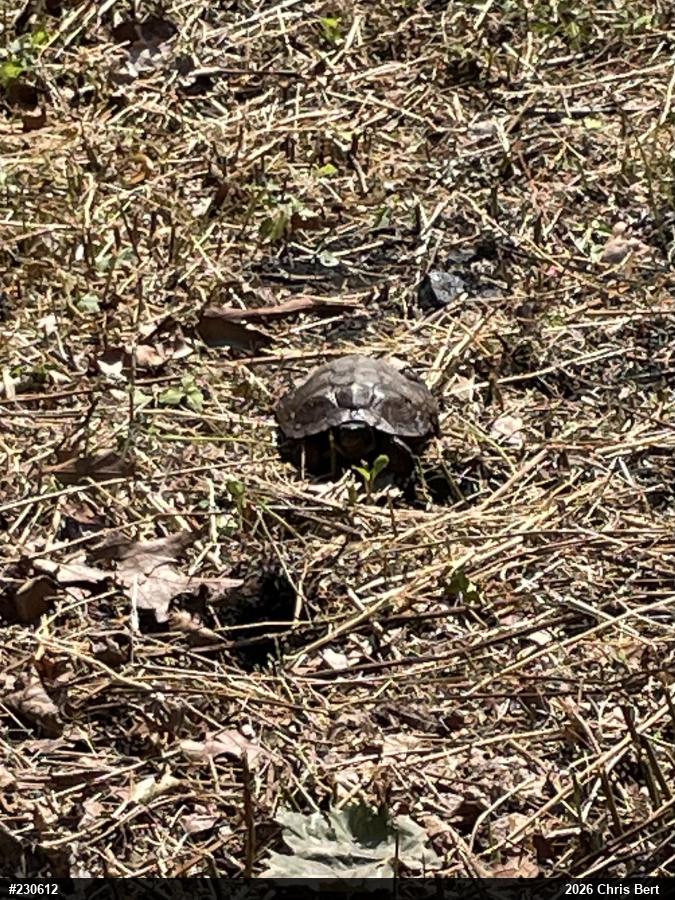 Wood Turtle
