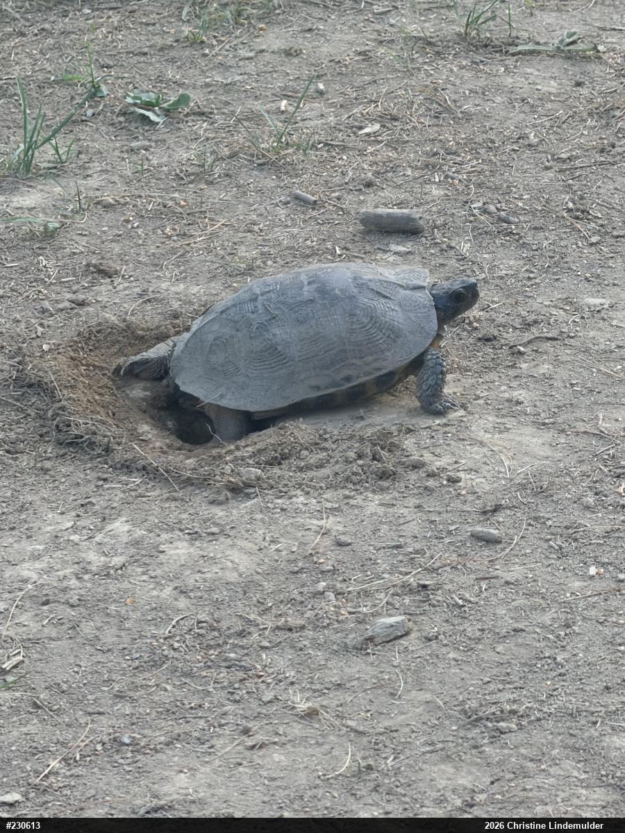 Wood Turtle
