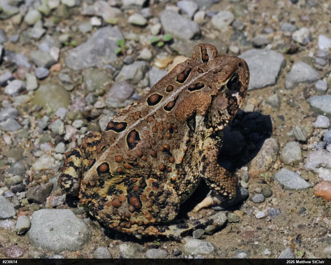 Eastern American Toad