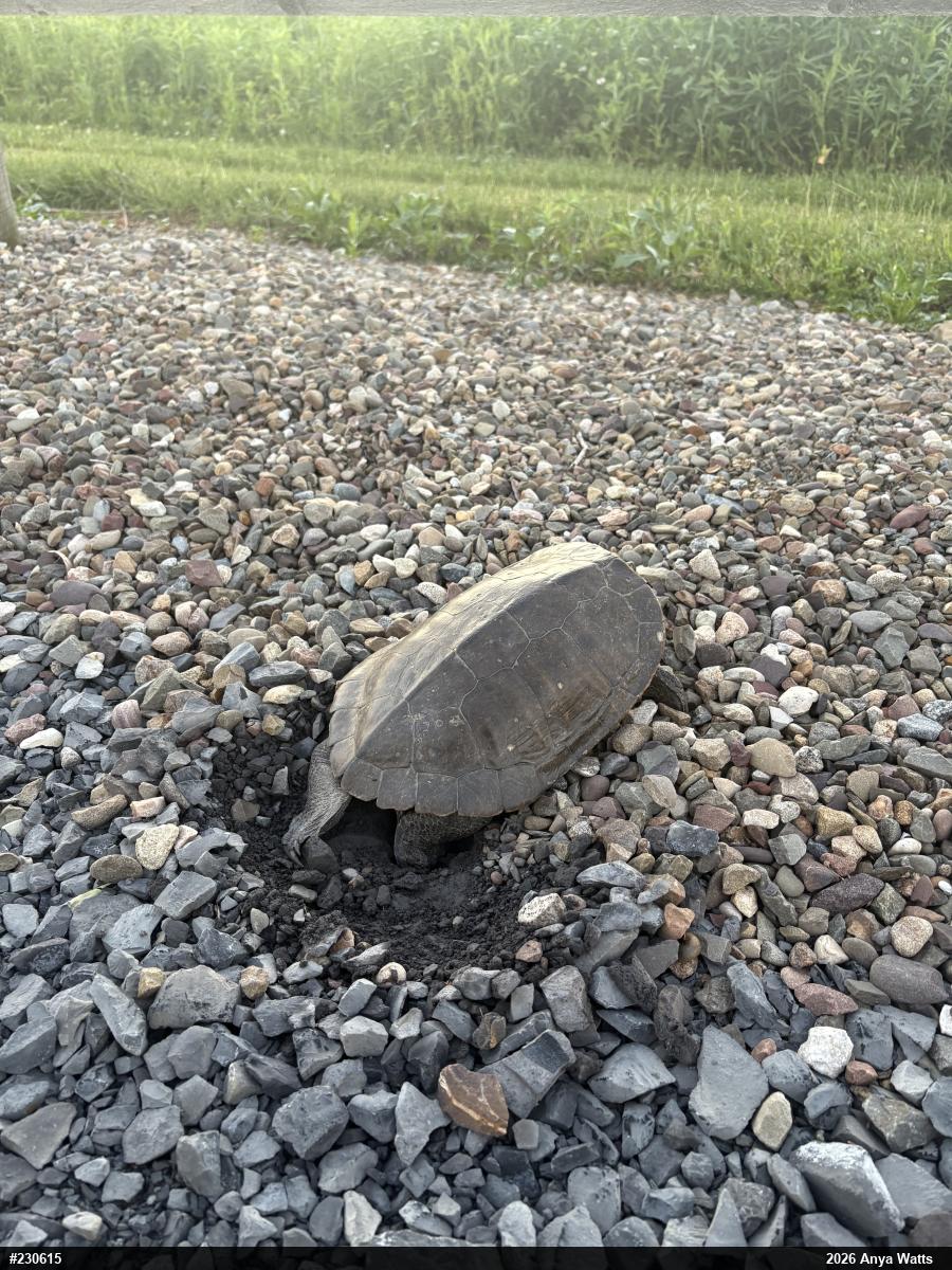Northern Map Turtle