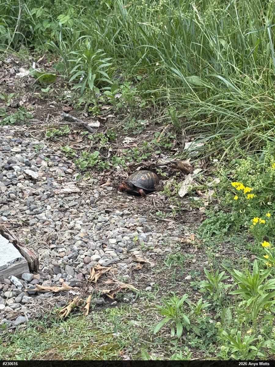 Eastern Box Turtle