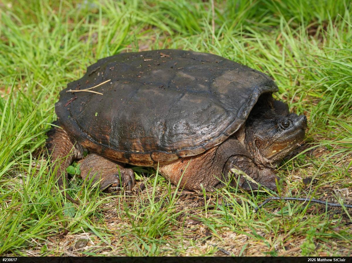 Snapping Turtle