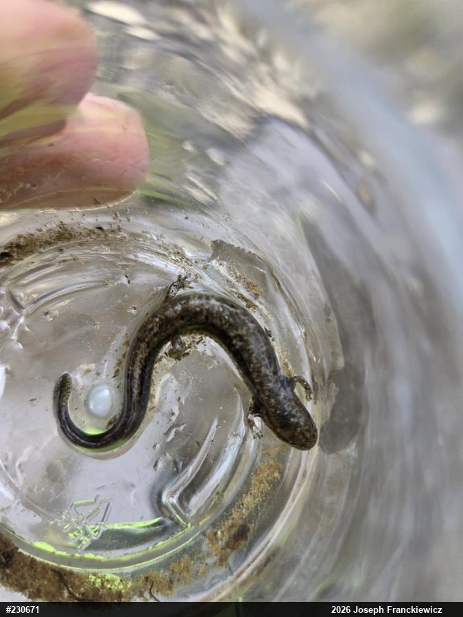 Northern Two-lined Salamander