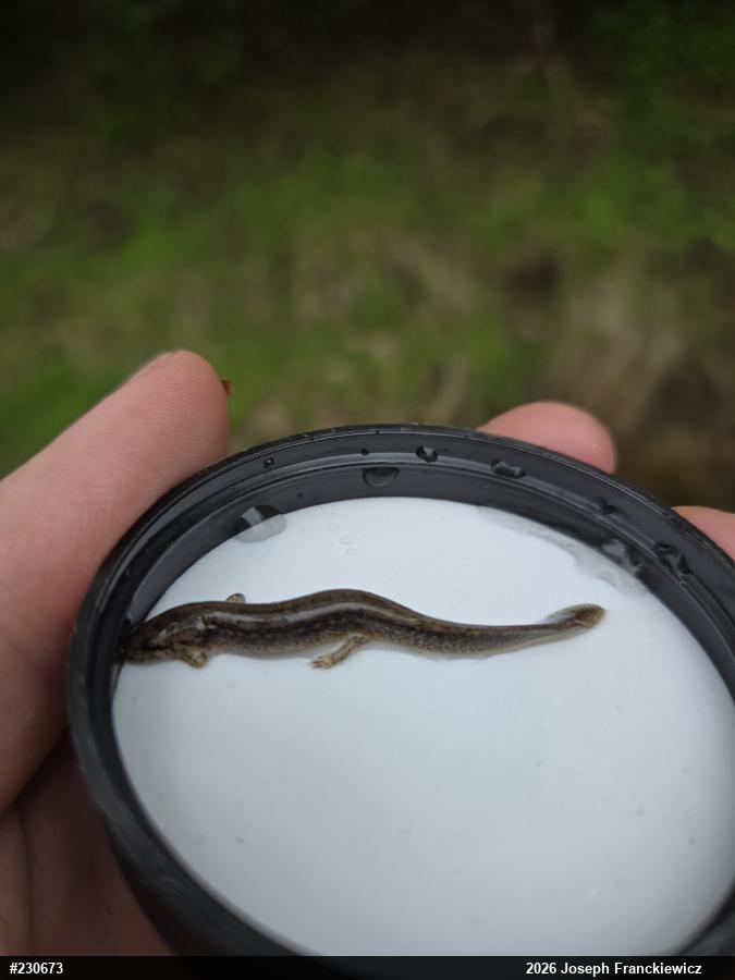Northern Two-lined Salamander