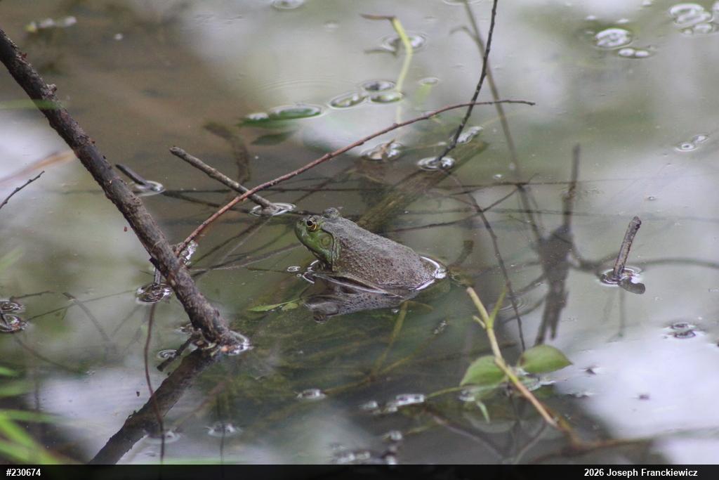 American Bullfrog