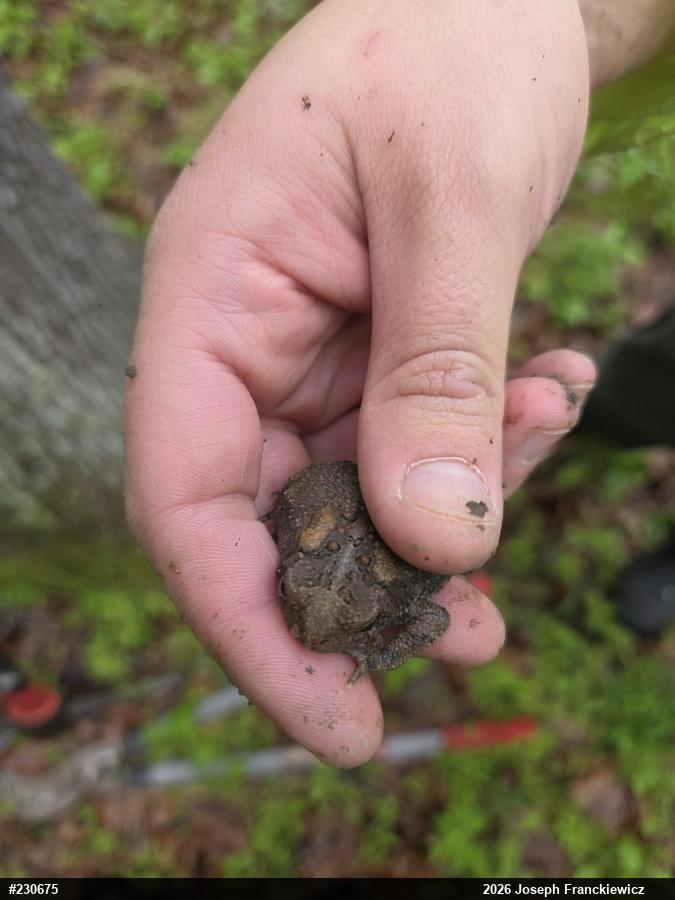 Eastern American Toad
