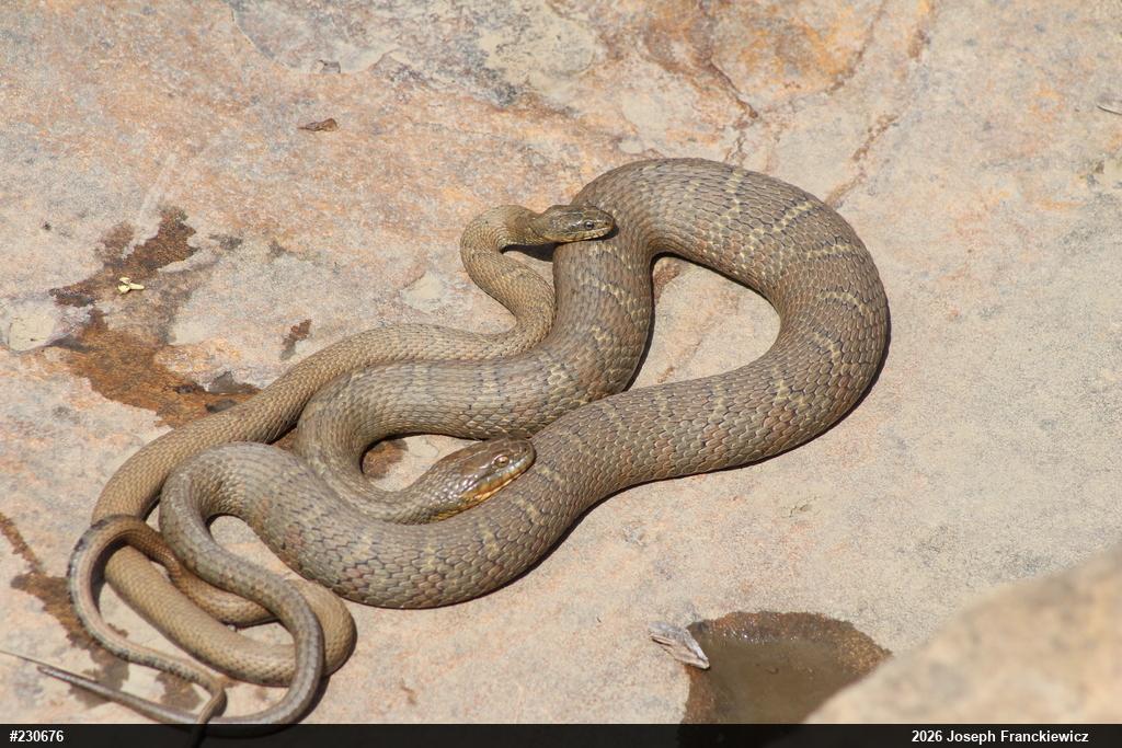 Northern Watersnake