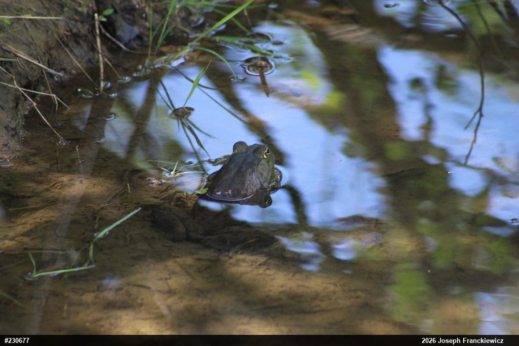 American Bullfrog