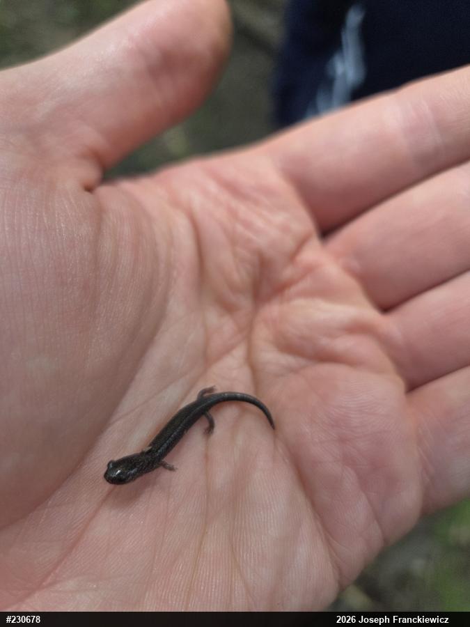 Northern Ravine Salamander