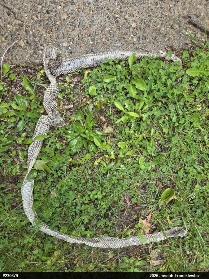 Eastern Ratsnake