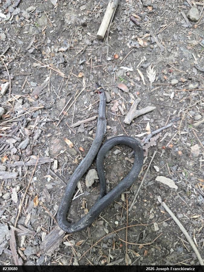 Northern Ring-necked Snake