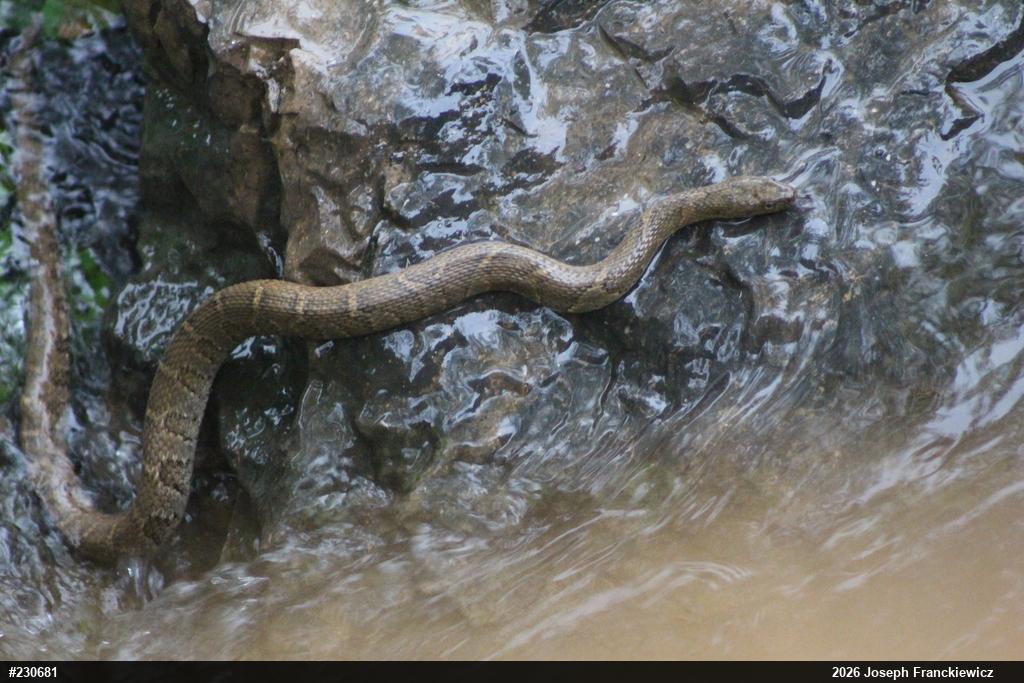 Northern Watersnake