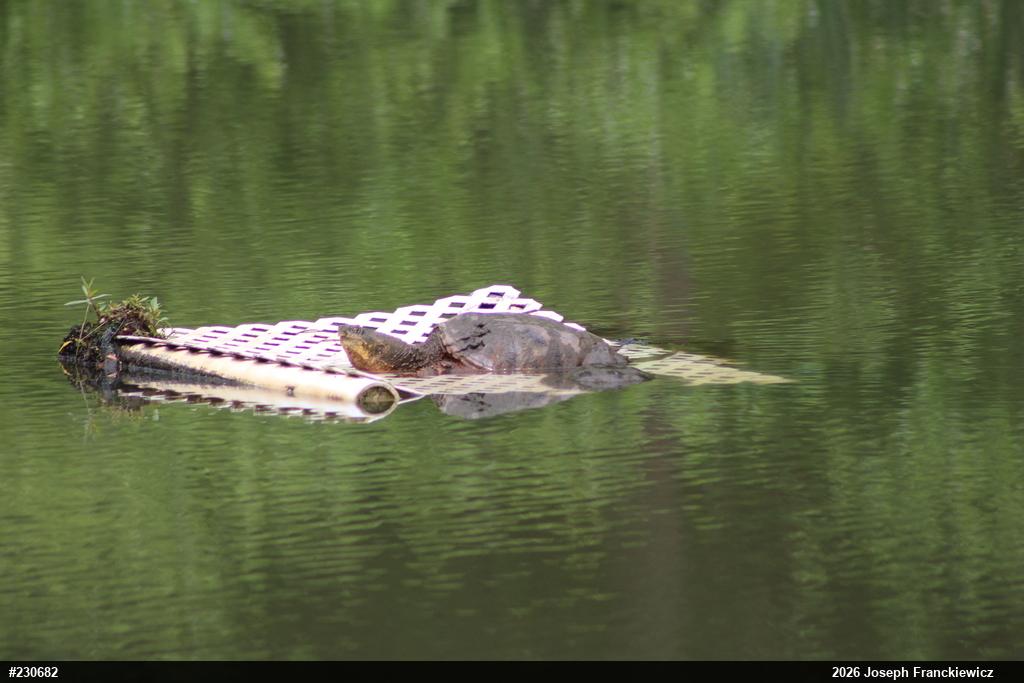 Snapping Turtle