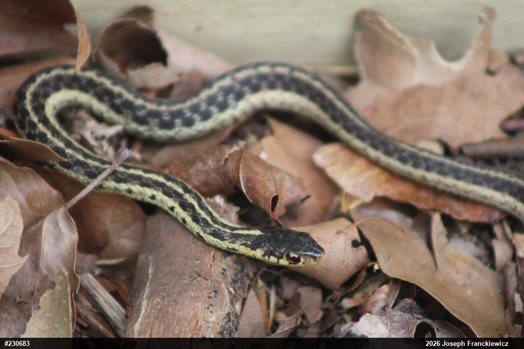 Eastern Gartersnake