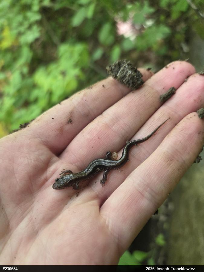 Allegheny Mountain Dusky Salamander