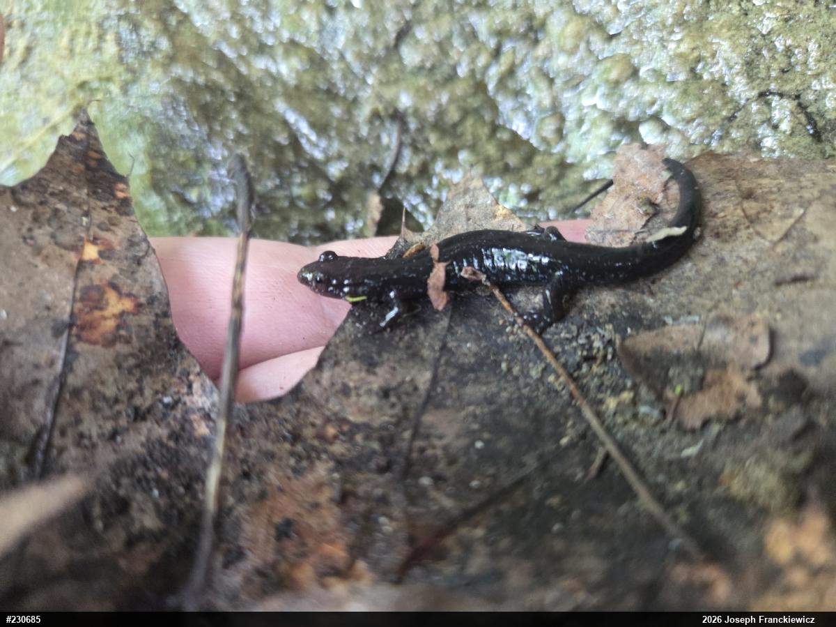 Northern Dusky Salamander