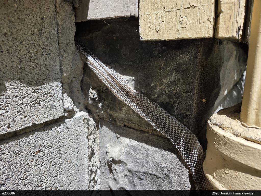Eastern Ratsnake