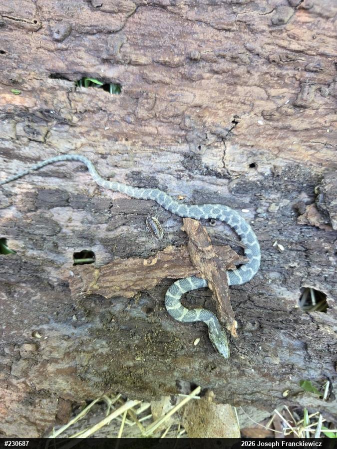 Northern Watersnake