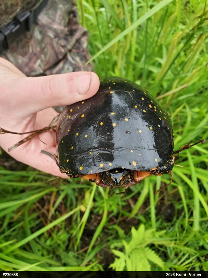 Spotted Turtle