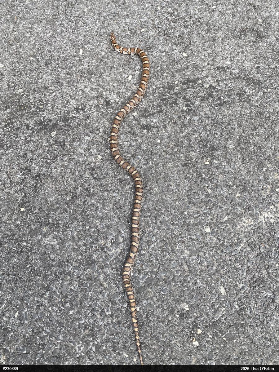 Eastern Milksnake