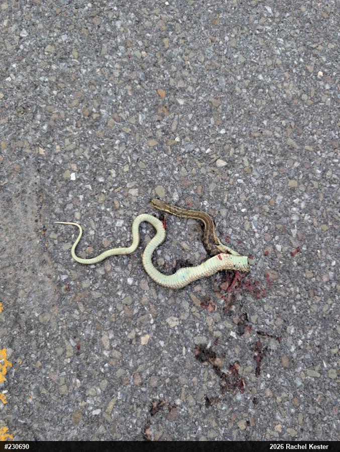 Eastern Gartersnake