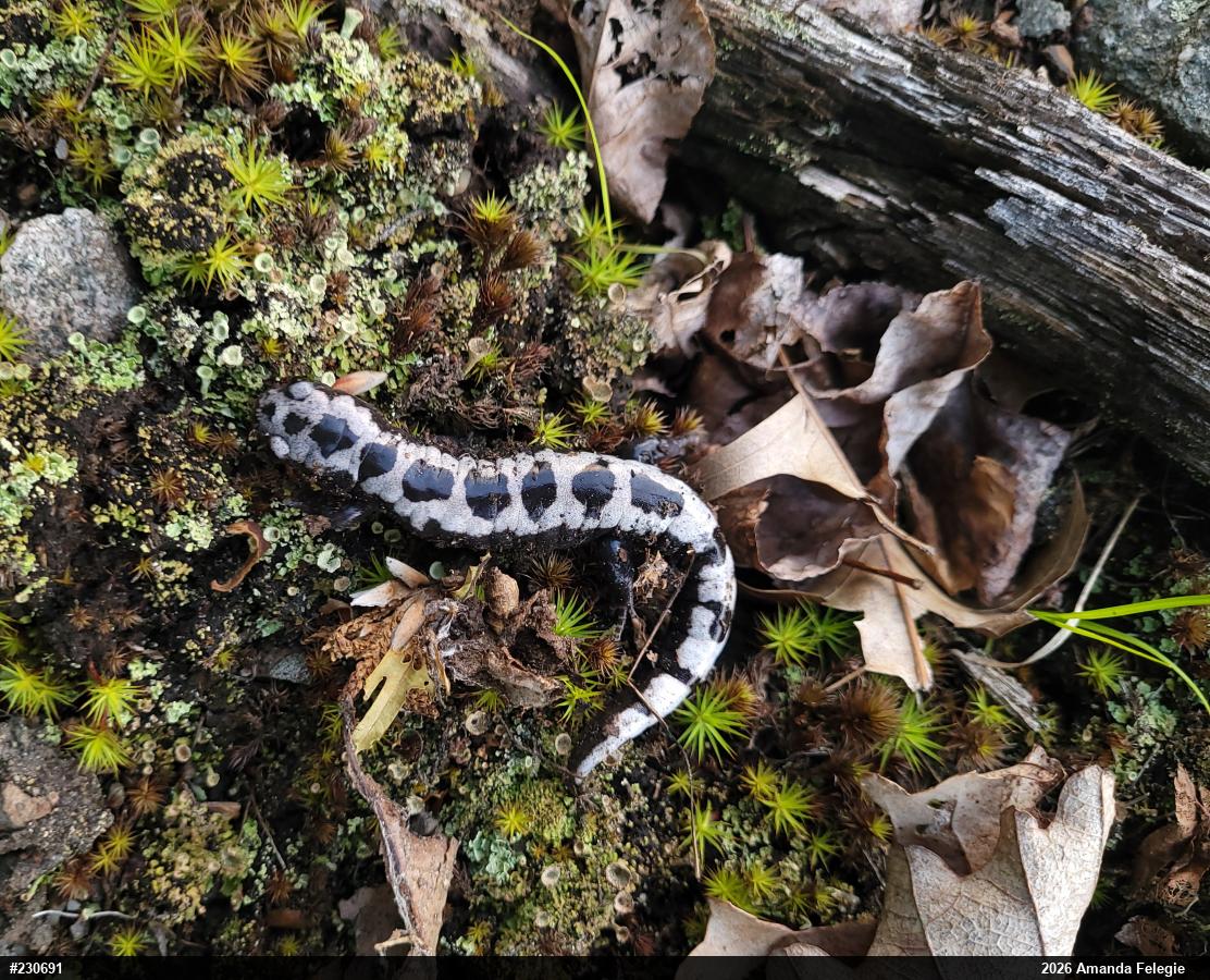 Marbled Salamander