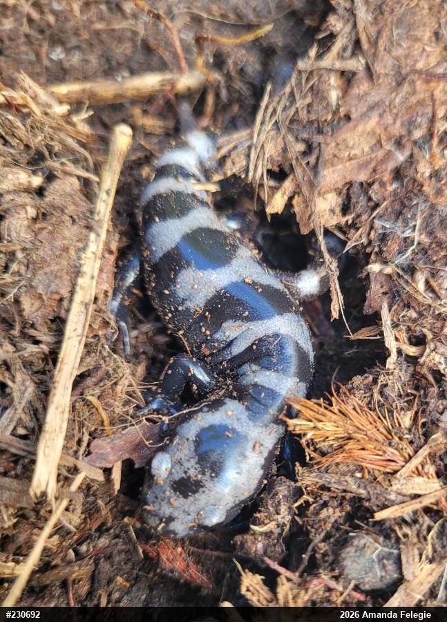 Marbled Salamander
