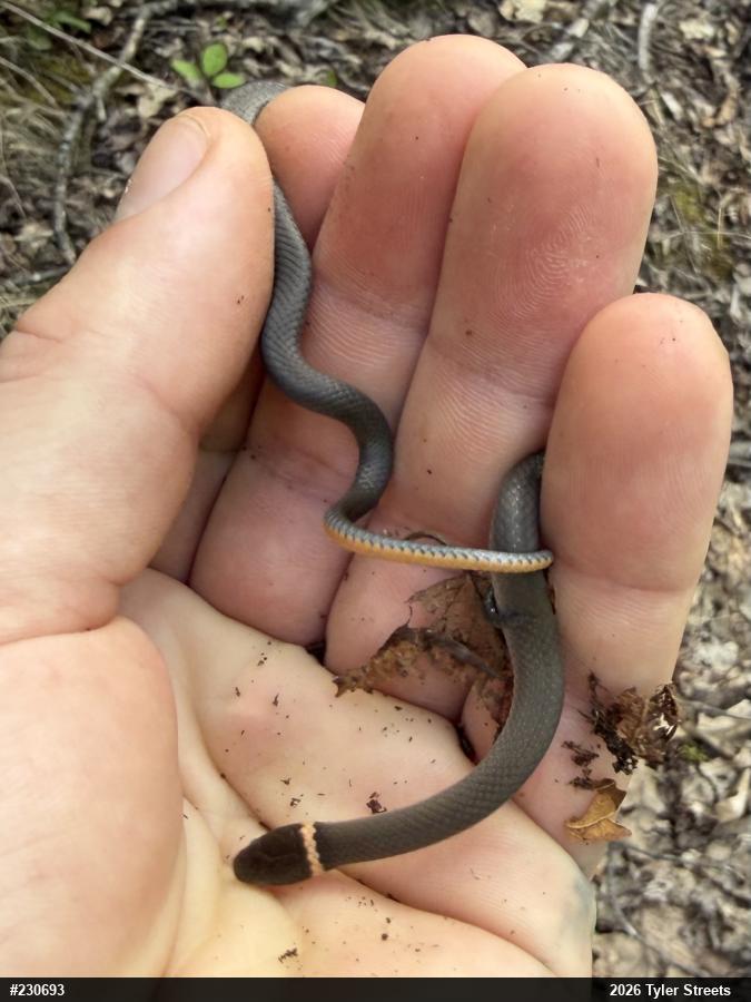 Northern Ring-necked Snake