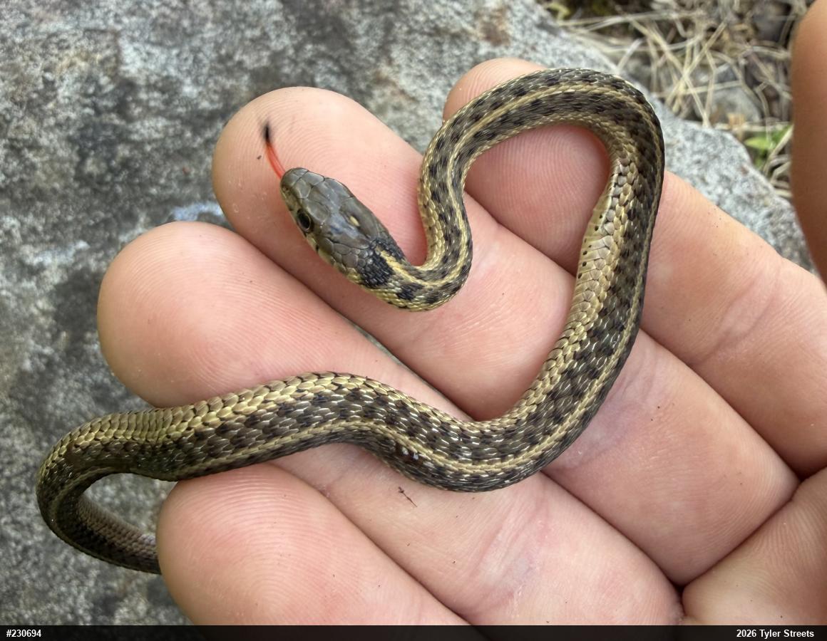 Eastern Gartersnake