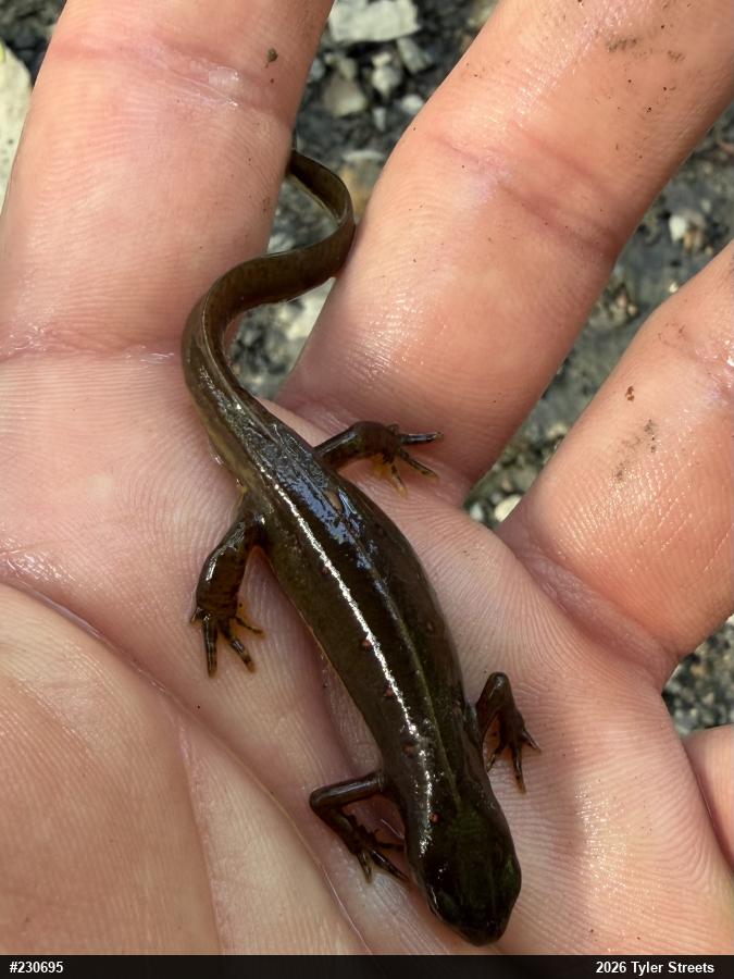Red-spotted Newt