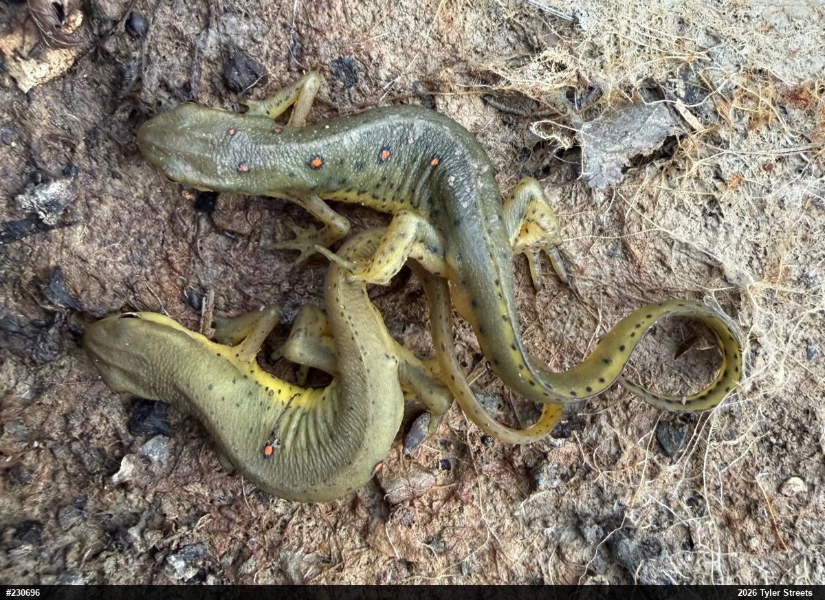 Red-spotted Newt