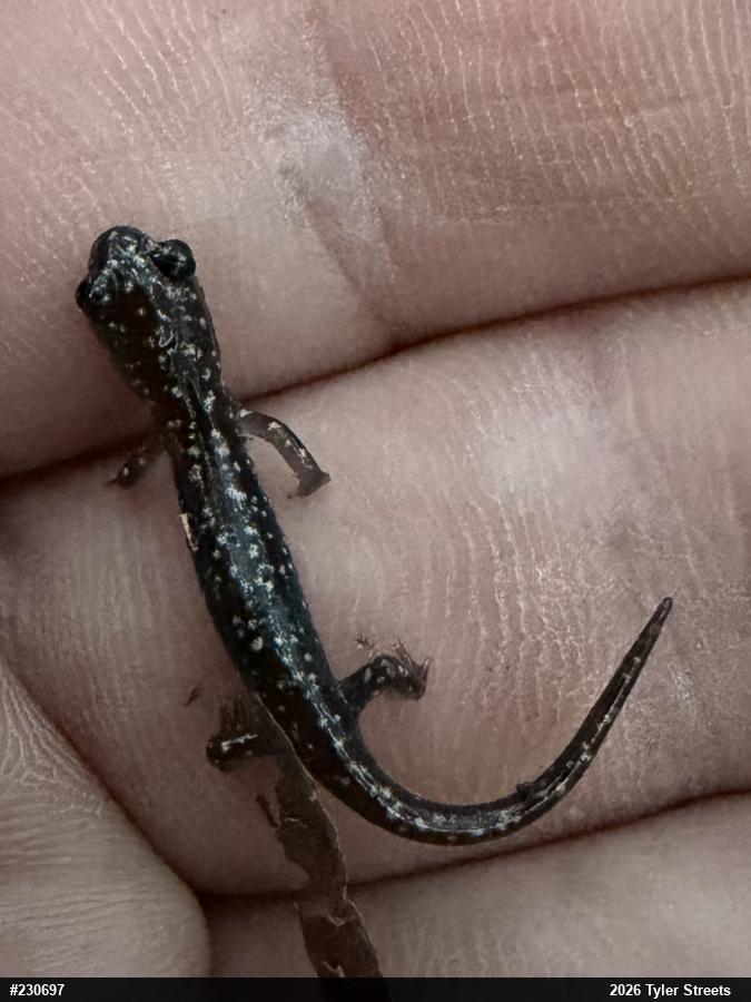 Northern Slimy Salamander