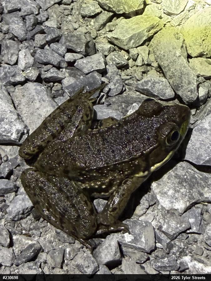 Green Frog