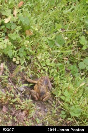 Eastern American Toad