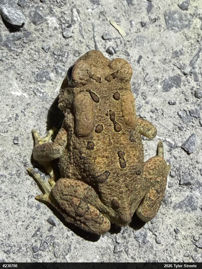 Eastern American Toad