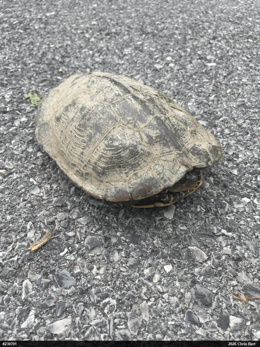 Northern Map Turtle