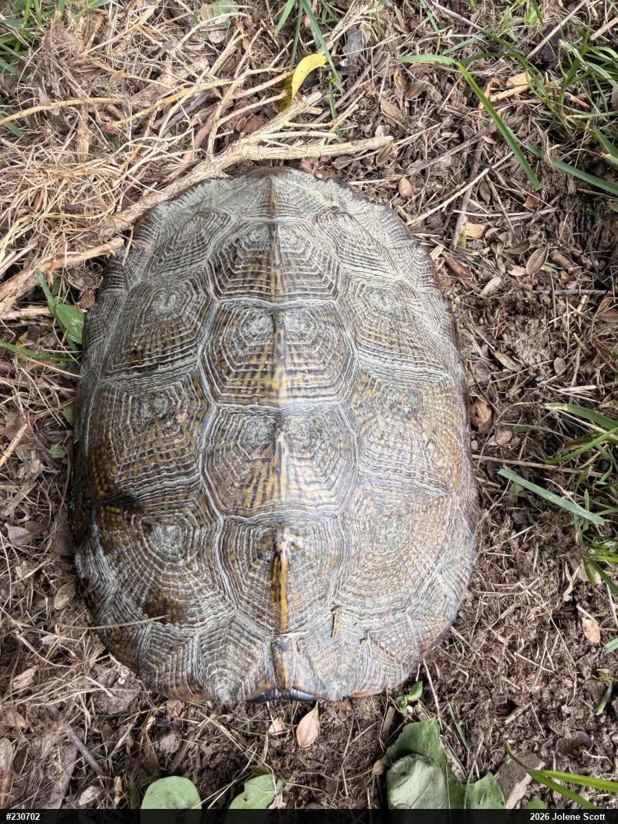 Wood Turtle